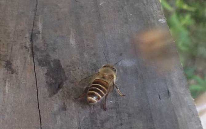 蜜蜂養殖