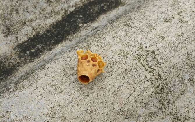 蜜蜂王臺(tái)