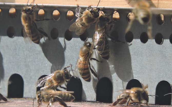 蜜蜂養殖