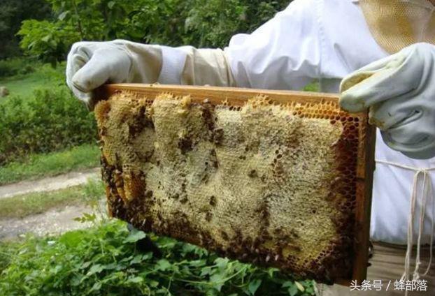 古代人們是如何取蜜的？現代養蜂人看了都心痛