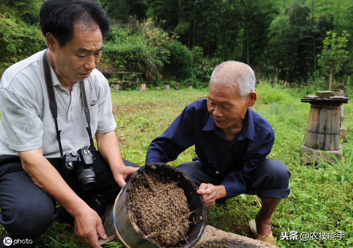 養殖蜜蜂時，選擇蜂種很關鍵，總結3種選用良種的原則介紹