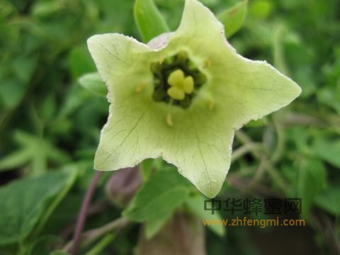 蜂蜜 黨參蜜 蜂蜜作用與功效 黨參蜜成分 黨參蜜產區