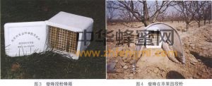 壁蜂 壁蜂科屬 壁蜂分布 壁蜂形態特征 壁蜂經濟價值