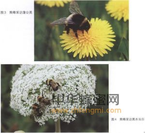 熊蜂的特征 熊蜂圖片 熊蜂分布 熊蜂 熊蜂屬性 熊蜂特征 熊蜂特性 熊蜂經濟價值 熊蜂分布