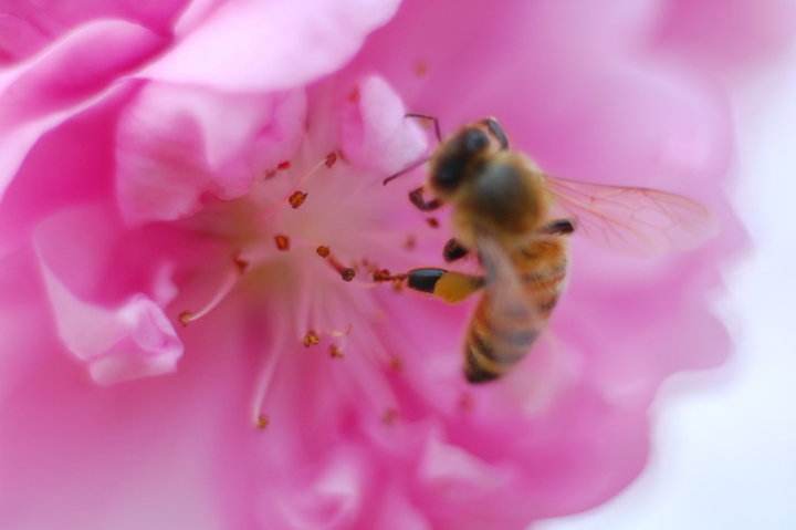 【蜂蜜知識】蜂蜜的保質期是多久呢? 蜂蜜的保質期是多久呢?