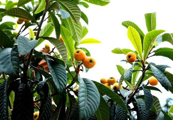 海南蜜源植物的開(kāi)花時(shí)間（南方蜜源植物花期報(bào)）