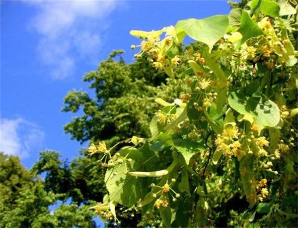正宗椴樹(shù)蜜多少錢(qián)一斤是真的?(椴樹(shù)蜜有什么好處) 正宗椴樹(shù)蜜多少錢(qián)一斤?東北的蜂蜜為什么貴?