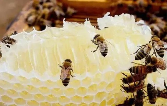 蜂蜜怎么樣取蜜（養(yǎng)蜂怎么快速把蜂蜜取出來(lái)）