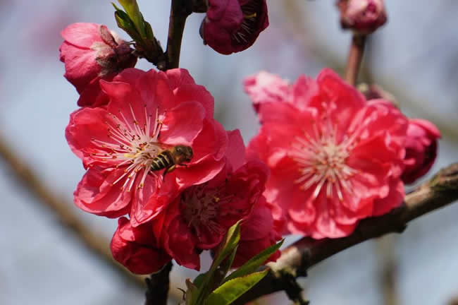 初學(xué)養(yǎng)蜂入門(mén)