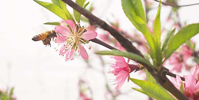 無(wú)王簡(jiǎn)單分蜂法