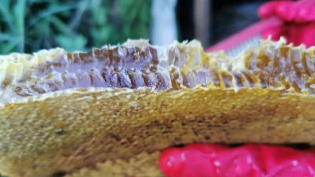 蜜蜂什么時(shí)候取蜜最好？取蜜的3種常用方法，每種方法的利與弊