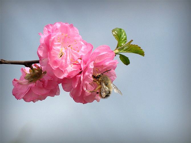 雄蜂卵和工蜂卵的區(qū)別？
