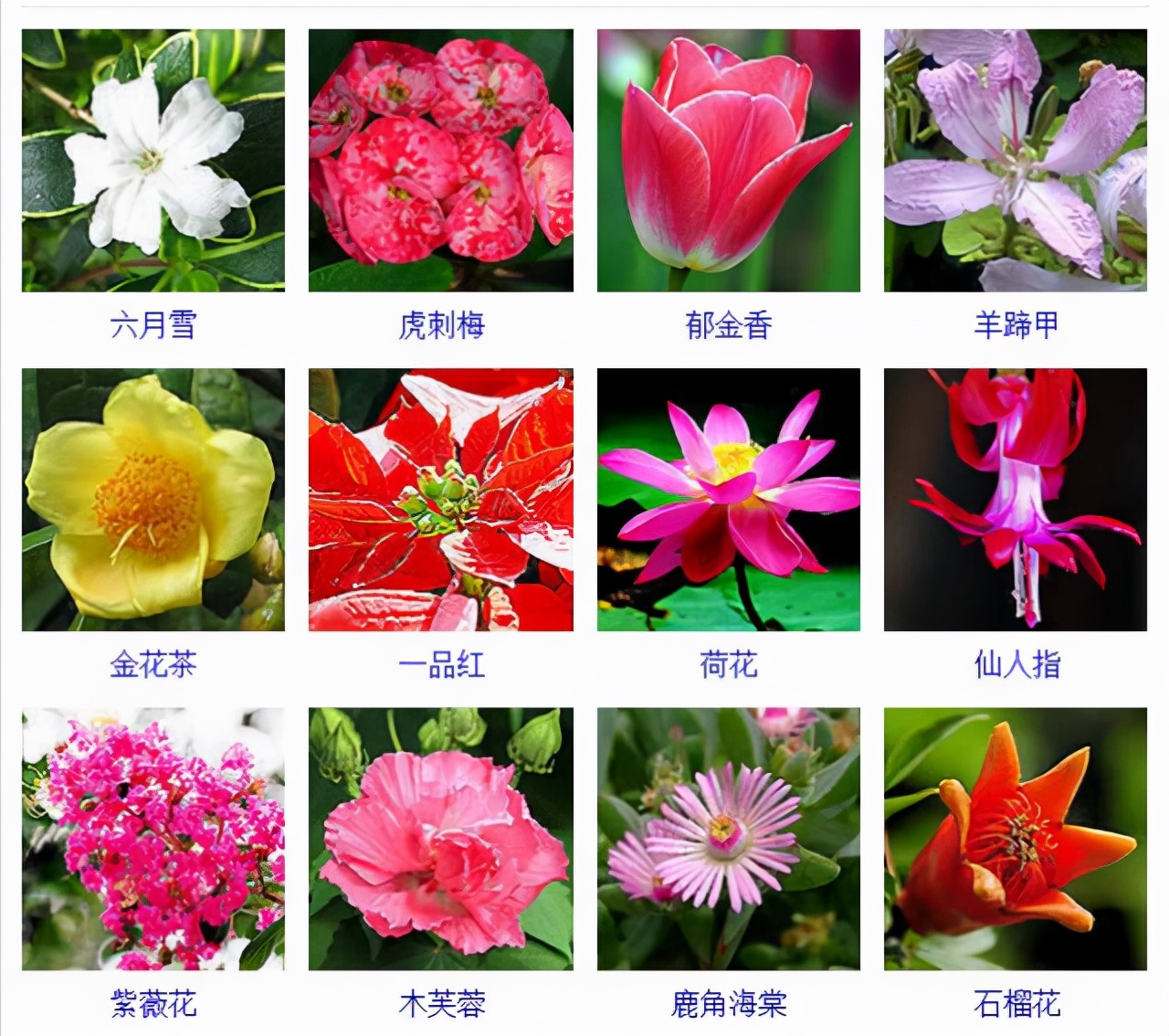 植物品種名稱大全（最常見的800種景觀觀花植物，附植物習性種植）