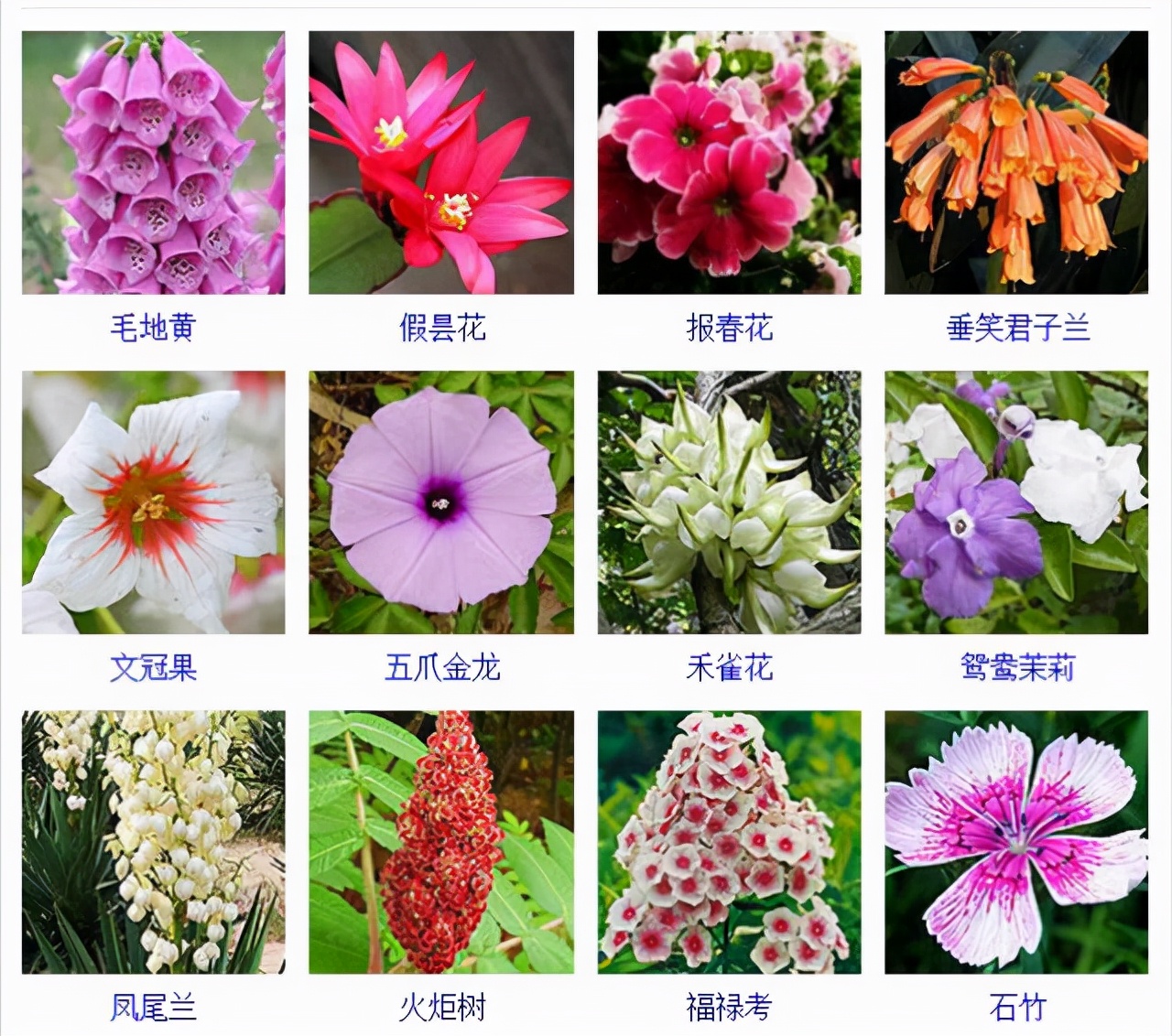 植物品種名稱大全（最常見的800種景觀觀花植物，附植物習性種植）