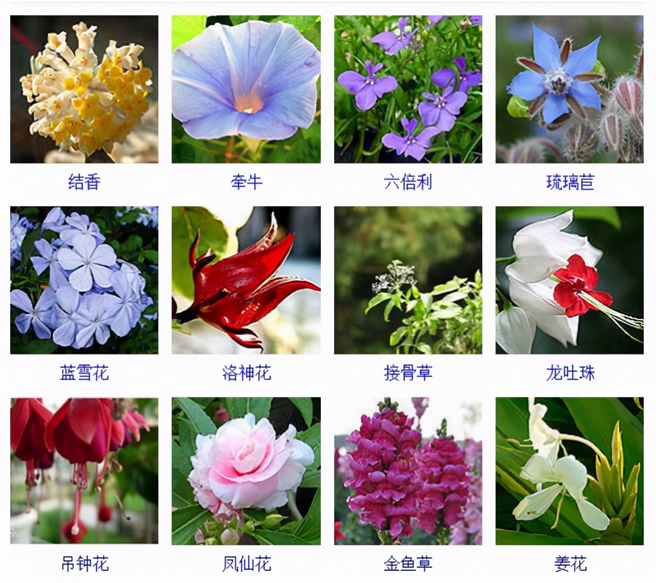 植物品種名稱大全（最常見的800種景觀觀花植物，附植物習性種植）