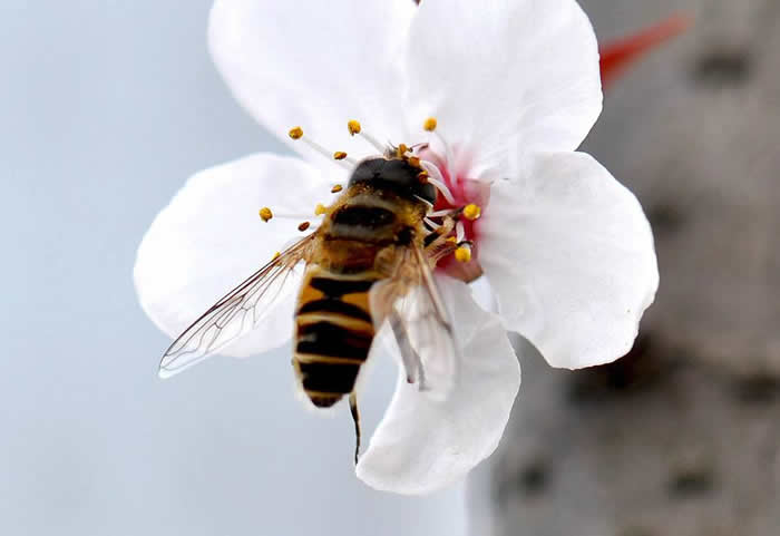 中蜂什么時(shí)候開(kāi)始春繁？