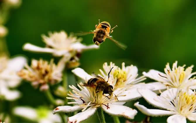 養(yǎng)殖蜜蜂時蜜蜂不蟄手嗎