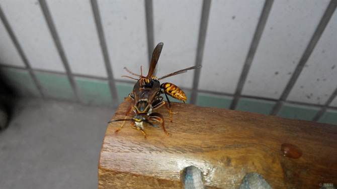 被一只馬蜂蟄了有事嗎？要不要緊？怎么辦(關(guān)鍵看是否過敏體質(zhì))