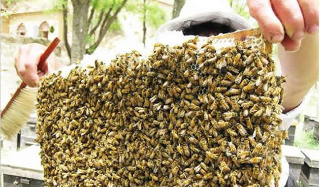 格子箱養蜂什么時候取蜜