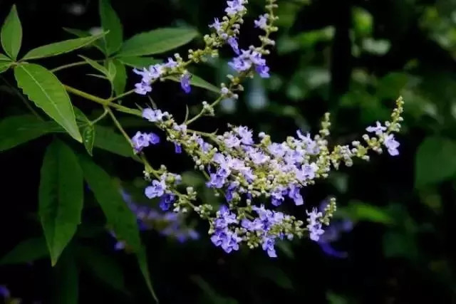 中國四大蜜源植物指的是哪四種？(附帶四種蜜源植物介紹)