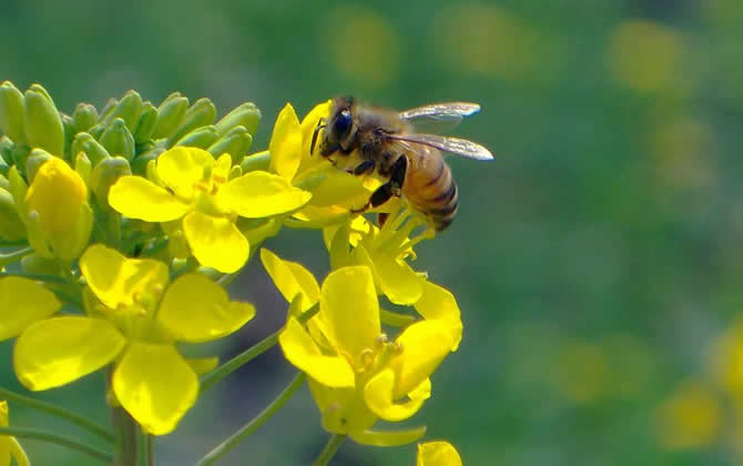夢(mèng)見(jiàn)蜜蜂