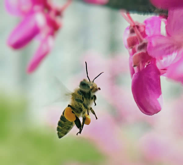 【蜜蜂知識】什么品種的中蜂蜂王最好？
