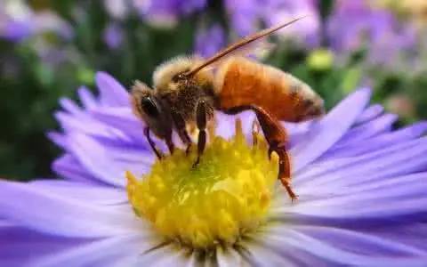 高加索蜂的盜性如何（細數高加索蜜蜂生物學特征）