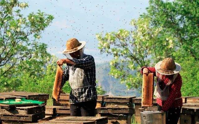 【蜂蜜價格】土蜂蜜價格大概多少錢一斤? 土蜂蜜價格大概多少錢一斤?
