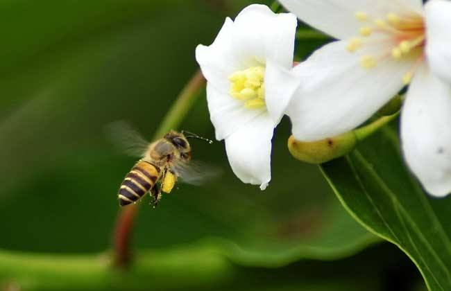 【蜂蜜價格】土蜂蜜價格大概多少錢一斤? 土蜂蜜價格大概多少錢一斤?
