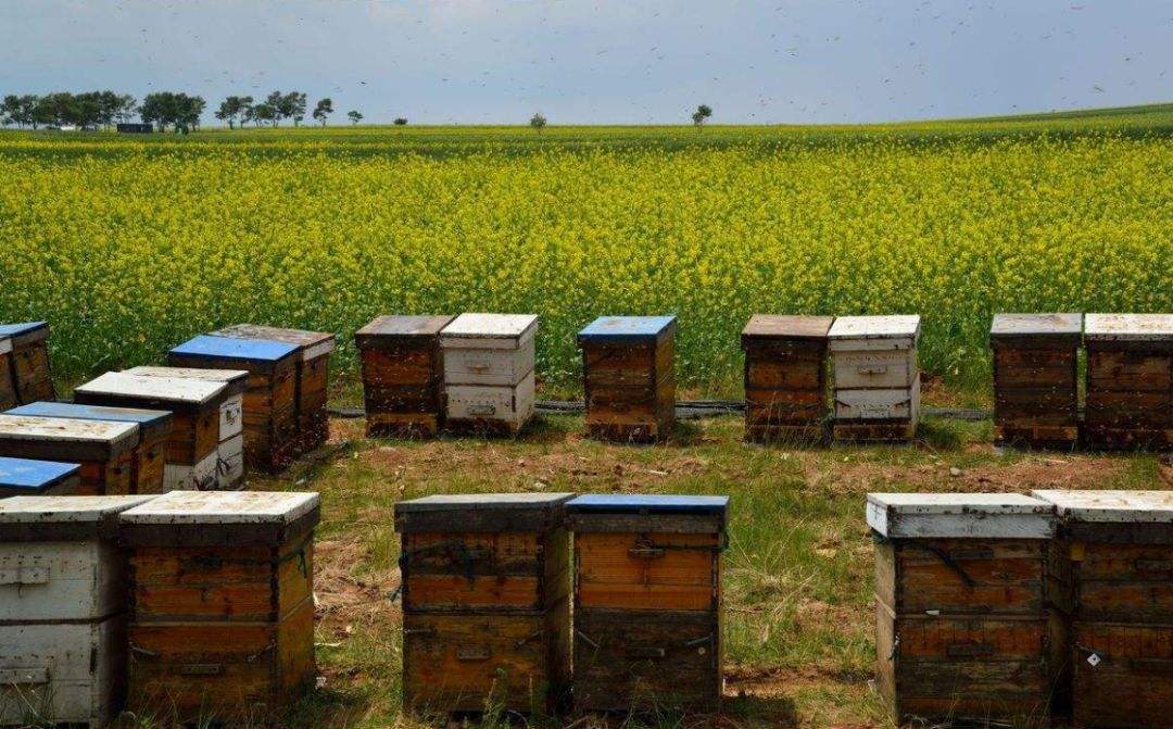 【蜂蜜價格】土蜂蜜價格大概多少錢一斤? 土蜂蜜價格大概多少錢一斤?