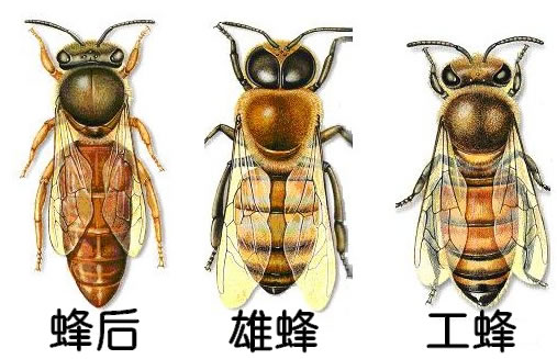 為什么雄蜂和蜂后交配完就會(huì)死