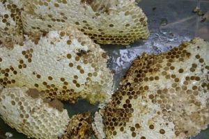 蜂巢價格多少錢一斤？