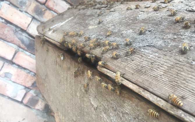 蜜蜂認巢、試飛、朝王、鬧巢的區別