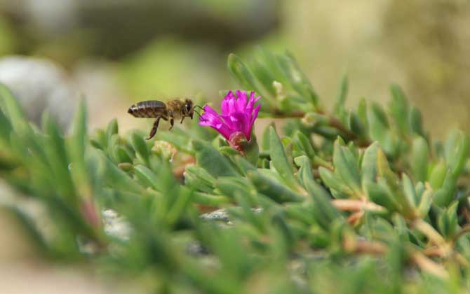有關(guān)蜜蜂的資料有哪些？
