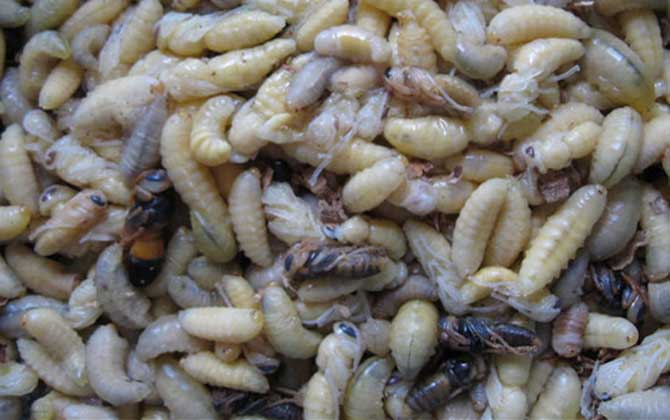 蜂蛹一次吃幾個最好？沒有具體的個數(shù)，但絕對不能過量食用！