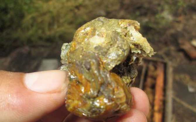蜂膠在家里怎么提煉？