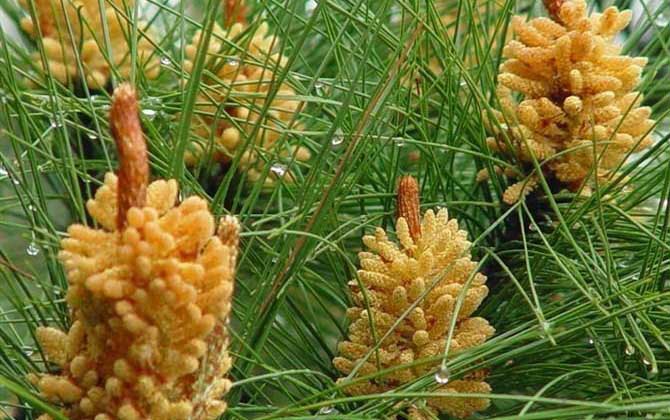 松花粉是什么東西？