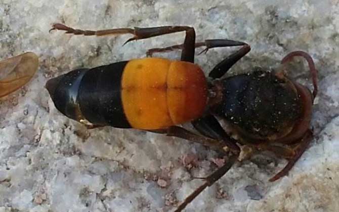 黃腰虎頭蜂能蟄死人嗎？