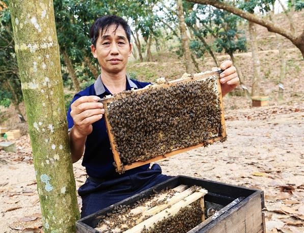 瓊中“追夢人”梅學國創業養蜂帶領村民釀造甜蜜事業