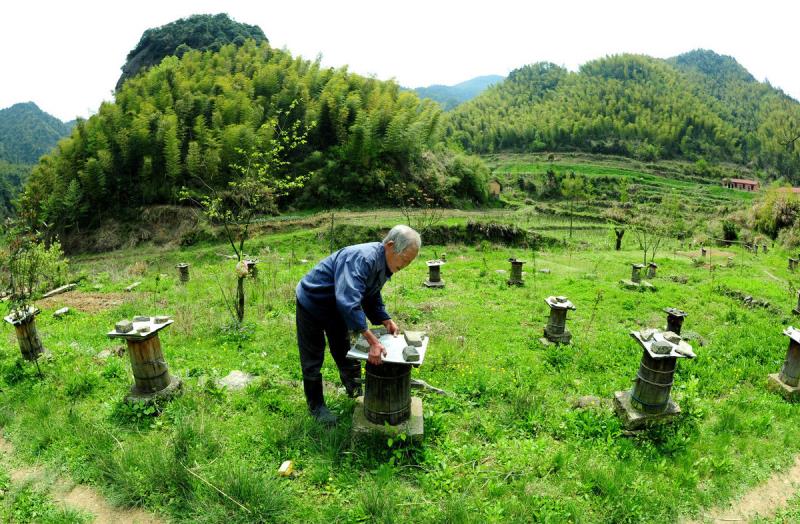 冬天蜜蜂結(jié)團近距離搬遷有回蜂嗎？該注意哪些問題？