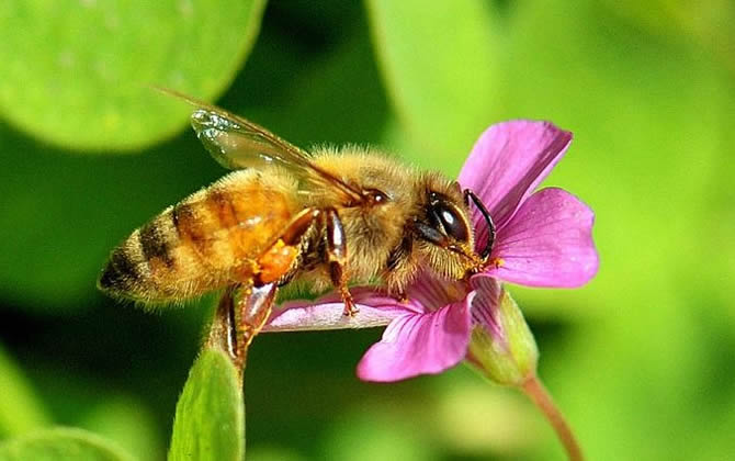 新手從事蜜蜂養(yǎng)殖，一年能收入十萬元嗎?