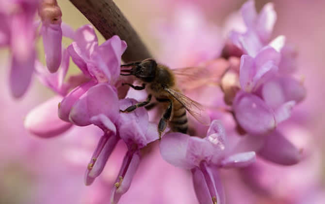 新手如何養(yǎng)蜜蜂？