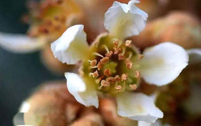 廣東蜜源植物花期表（廣東蜜源植物大全）