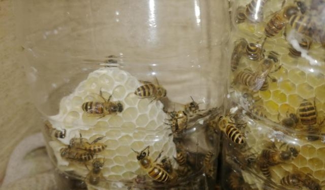 蜂巢里的蜜怎么?。ㄈ∶鄣?種常用方法）
