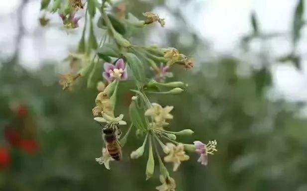 【蜜蜂知識】中華蜜蜂的飼養技術