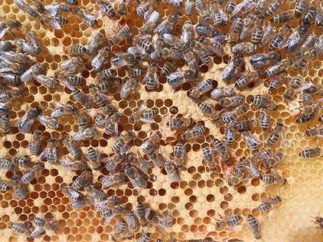 【蜜蜂知識】雄蜂多是什么原因？