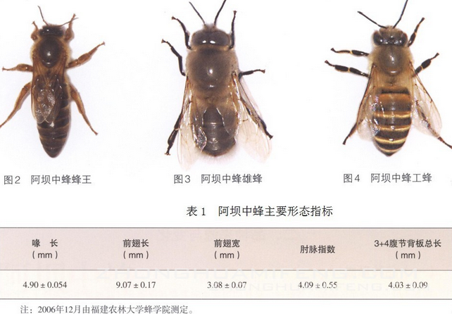 阿壩中蜂的養殖方法有哪些（四川阿壩中蜂春季飼養技術）