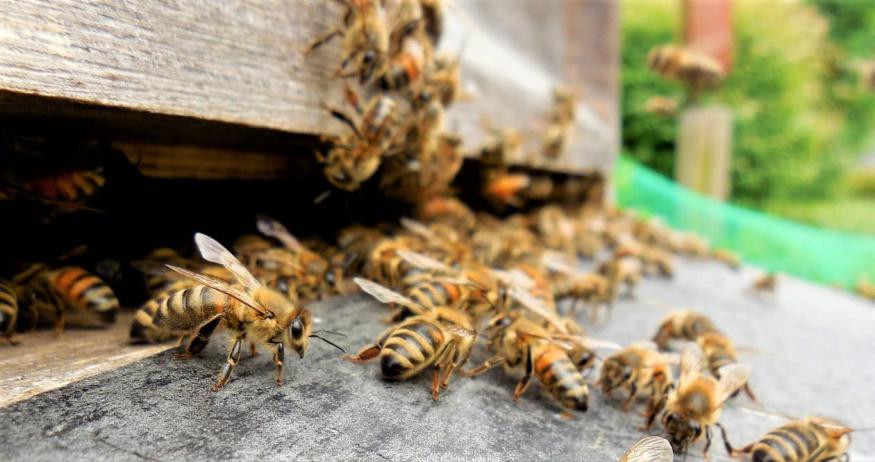 養(yǎng)蜂春繁濕度大怎么辦（風(fēng)向潮濕的原因和處理辦法）