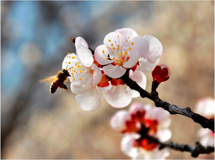 【蜜蜂知識】意大利蜂最怕什么？