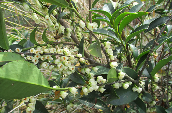 中國三大蜜源植物指的是哪三種（常見的蜜源植物有哪些）
